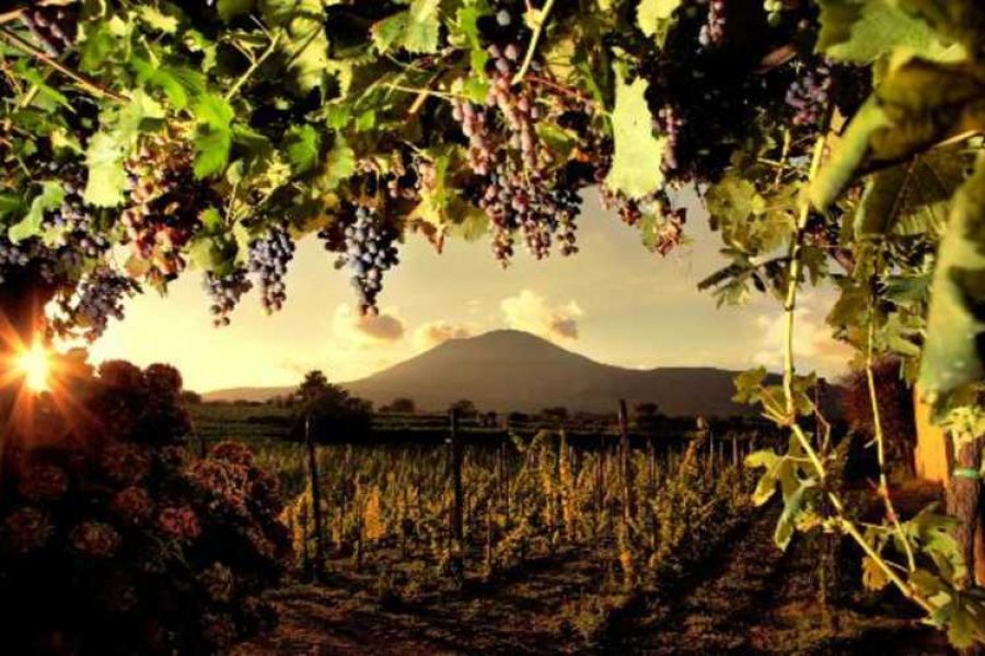 Pompeii, Herculaneum & Wine Experience
